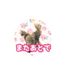 いろんな動物たちの日常スタンプ(敬語多め)（個別スタンプ：27）