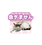 いろんな動物たちの日常スタンプ(敬語多め)（個別スタンプ：29）