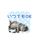 いろんな動物たちの日常スタンプ(敬語多め)（個別スタンプ：30）