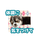 いろんな動物たちの日常スタンプ(敬語多め)（個別スタンプ：31）