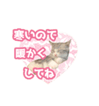 いろんな動物たちの日常スタンプ(敬語多め)（個別スタンプ：33）