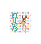 いろんな動物たちの日常スタンプ(敬語多め)（個別スタンプ：40）