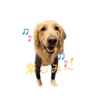 ころすけのスタンプその2（個別スタンプ：2）
