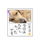 ころすけのスタンプその2（個別スタンプ：4）