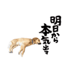 ころすけのスタンプその2（個別スタンプ：7）
