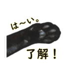 黒猫MOONの日常会話（個別スタンプ：6）