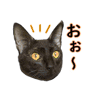 黒猫MOONの日常会話（個別スタンプ：13）