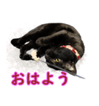 黒猫MOONの日常会話（個別スタンプ：14）