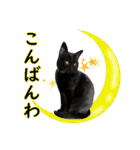 黒猫MOONの日常会話（個別スタンプ：15）