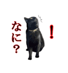 黒猫MOONの日常会話（個別スタンプ：24）