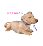 ミニチュアダックスフンドのマロン︎︎ ♀（個別スタンプ：1）