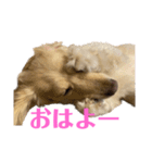 ミニチュアダックスフンドのマロン︎︎ ♀（個別スタンプ：2）