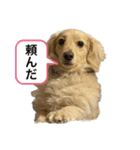ミニチュアダックスフンドのマロン︎︎ ♀（個別スタンプ：3）