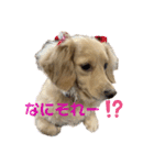 ミニチュアダックスフンドのマロン︎︎ ♀（個別スタンプ：4）