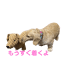 ミニチュアダックスフンドのマロン︎︎ ♀（個別スタンプ：6）