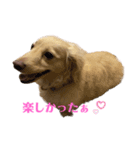 ミニチュアダックスフンドのマロン︎︎ ♀（個別スタンプ：7）