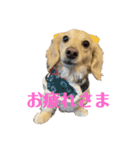 ミニチュアダックスフンドのマロン︎︎ ♀（個別スタンプ：9）