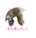 ミニチュアダックスフンドのマロン︎︎ ♀（個別スタンプ：10）