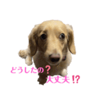 ミニチュアダックスフンドのマロン︎︎ ♀（個別スタンプ：12）