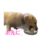 ミニチュアダックスフンドのマロン︎︎ ♀（個別スタンプ：15）