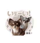 うにちゃんと、ほたてくん。【2】（個別スタンプ：3）