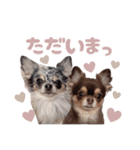 うにちゃんと、ほたてくん。【2】（個別スタンプ：4）