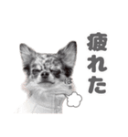 うにちゃんと、ほたてくん。【2】（個別スタンプ：7）