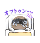 ニャンコの日常生活（個別スタンプ：5）