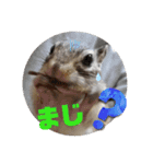 シマリスジャムと茶々と一緒（個別スタンプ：3）