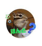 シマリスジャムと茶々と一緒（個別スタンプ：5）