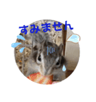 シマリスジャムと茶々と一緒（個別スタンプ：7）