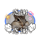 シマリスジャムと茶々と一緒（個別スタンプ：8）