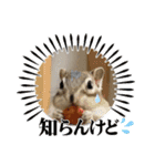 シマリスジャムと茶々と一緒（個別スタンプ：10）