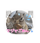 シマリスジャムと茶々と一緒（個別スタンプ：11）