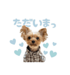 ぴのさんスタンプ【7】（個別スタンプ：4）