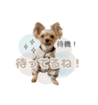 ぴのさんスタンプ【7】（個別スタンプ：6）
