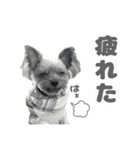 ぴのさんスタンプ【7】（個別スタンプ：7）