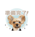 ぴのさんスタンプ【7】（個別スタンプ：10）