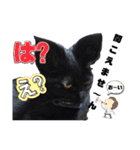 うちの黒ねこニャンズpart2（個別スタンプ：20）