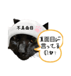 うちの黒ねこニャンズpart2（個別スタンプ：22）