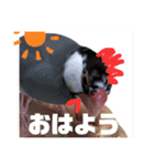 桜文鳥わすけ あいさつするわす（個別スタンプ：1）