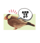 桜文鳥わすけ あいさつするわす（個別スタンプ：3）