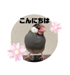 桜文鳥わすけ あいさつするわす（個別スタンプ：4）