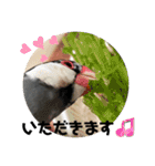 桜文鳥わすけ あいさつするわす（個別スタンプ：5）