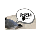 桜文鳥わすけ あいさつするわす（個別スタンプ：10）