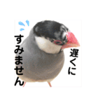 桜文鳥わすけ あいさつするわす（個別スタンプ：12）