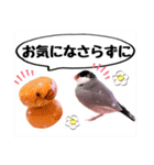 桜文鳥わすけ あいさつするわす（個別スタンプ：16）