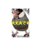 桜文鳥わすけ あいさつするわす（個別スタンプ：21）