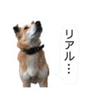 イラスト小夢くんスタンプ(敬語編)（個別スタンプ：40）