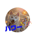 さくらと一緒 8（個別スタンプ：1）